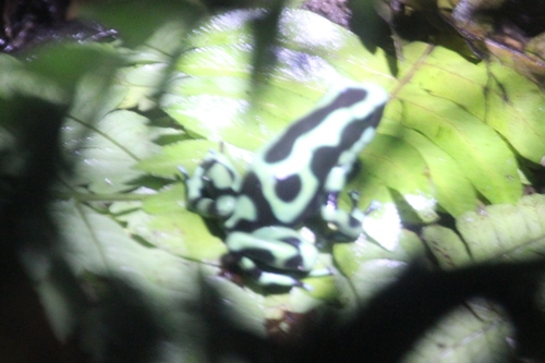 Amphibiens au Costa Rica
