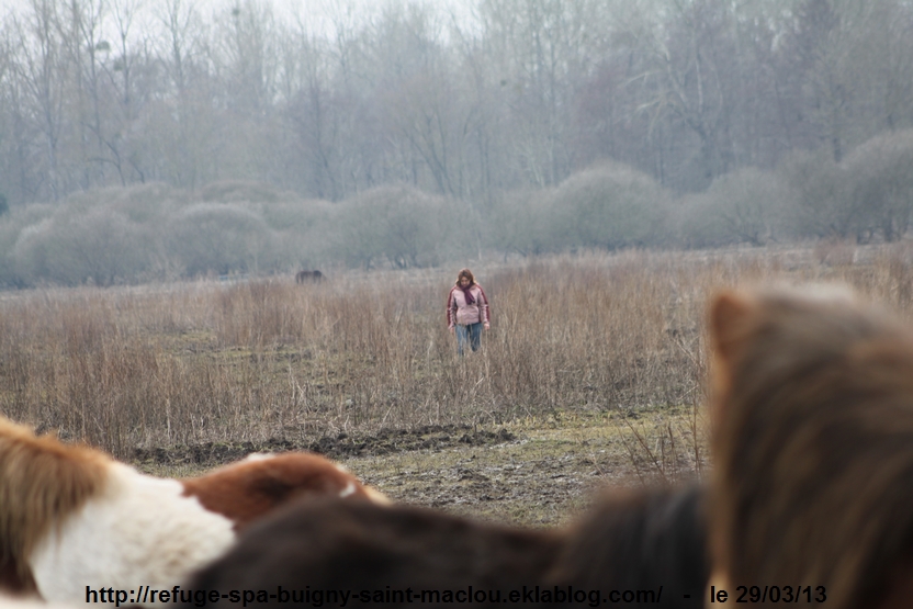 Poneys d'Epagne Epagnette - photos du 29/03/13 page 1/2