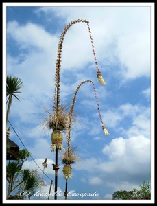 06 Août 2014 - Ubud... les rizières toujours trop belles...