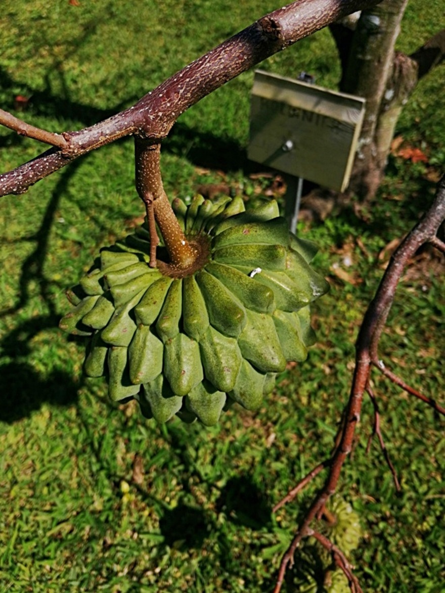 26/10/20 - Jardin 1001 saveurs St-André 2019 4/5