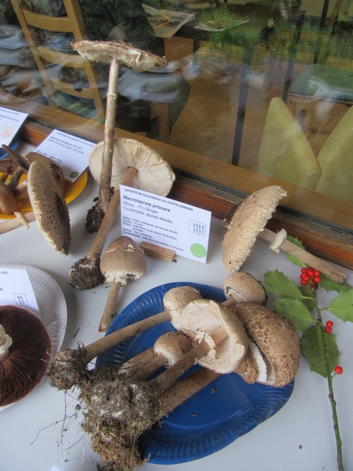 Voici la plupart des espèces de champignons, récoltées lors du séjour de la Société Mycologique du Châtillonnais dans le Morvan