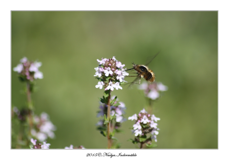 Bombylius major