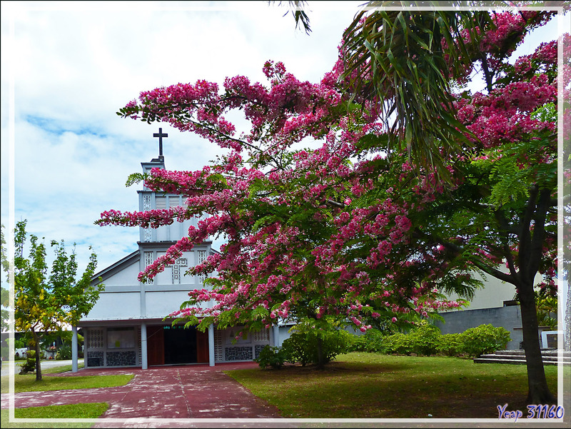 L'Eglise Saint-André d'Uturoa et les Casse de Java ou Douche rose de Java (Cassia javanica) - Raiatea - Polynésie française