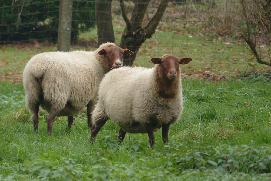 L'Ardennais Roux