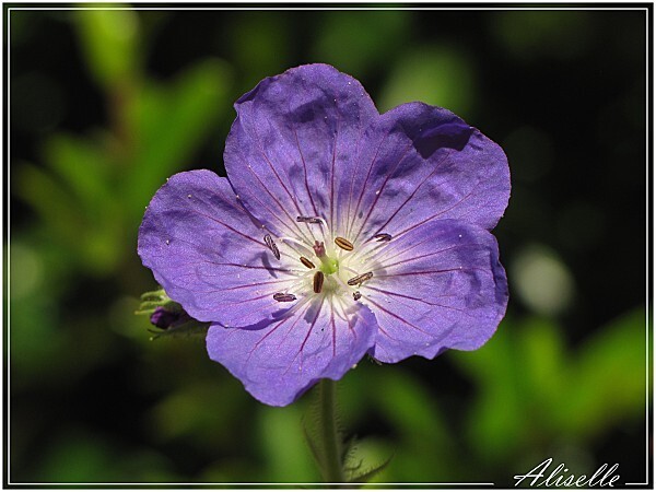 geranium-vivace-bleu-hybride.jpg