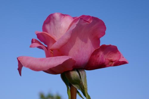 Le cartoscope du mercredi 2 février 2022