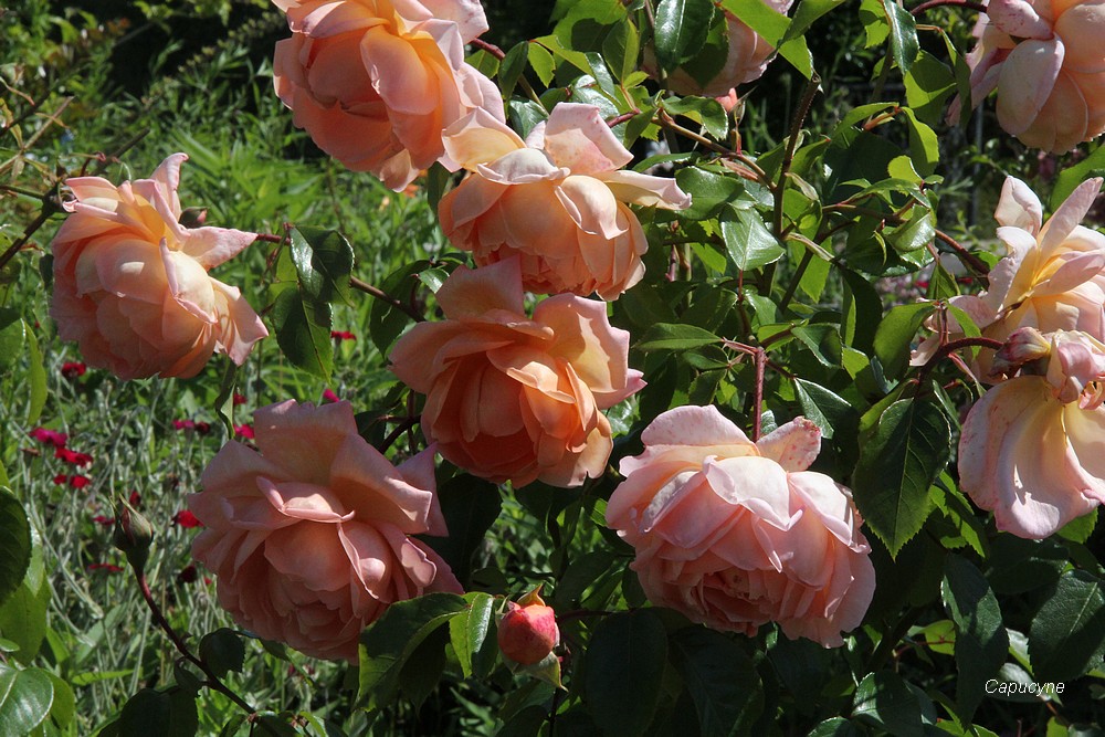 Rosiers  paresseux ? Jade et André la Nôtre