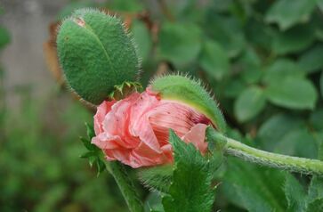                                     ** LES  PAVOTS  d'ORENEMENT :  Avant la Pluie..!!