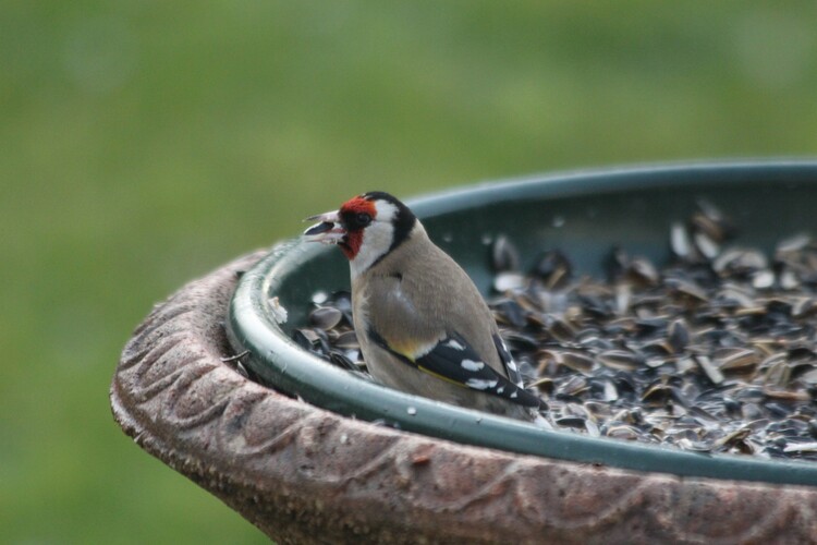 AU JARDIN DES DDLICES ... (4)