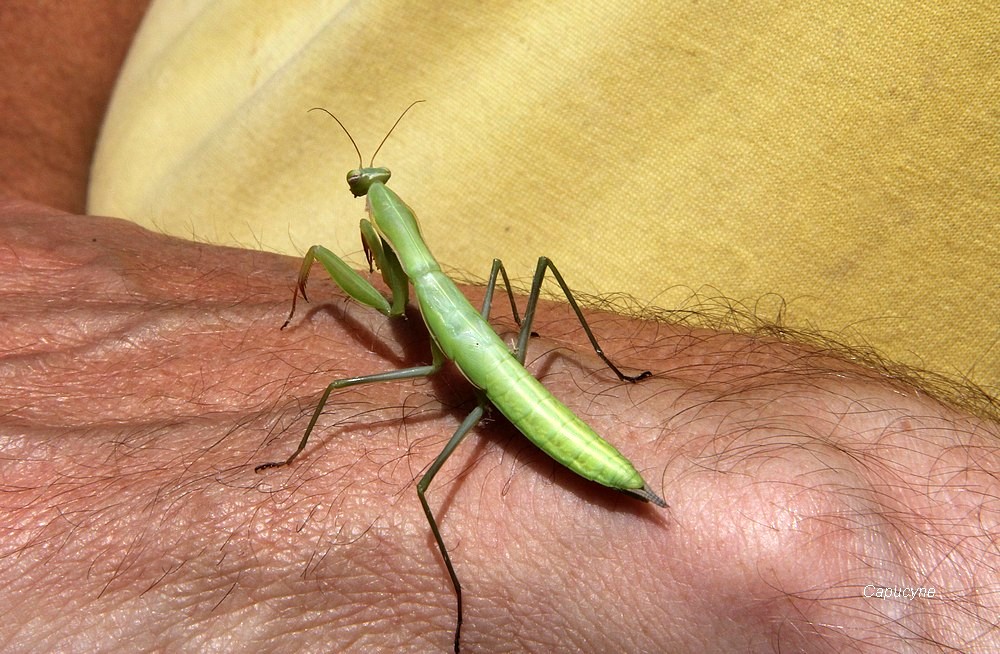 Une visite au jardin : la mante religieuse