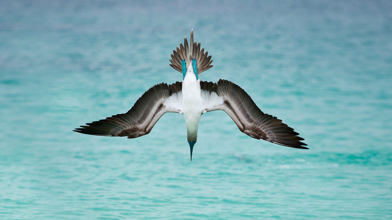 Fou à pieds bleus au large de l’île San Cristobal
