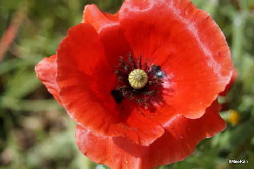 Coquelicot, Evolution Of Flower