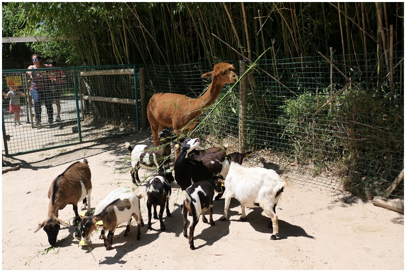 Au zoo de Mervent-09