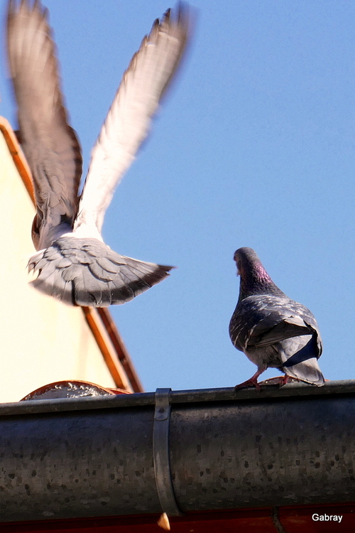 Des pigeons dans la ville