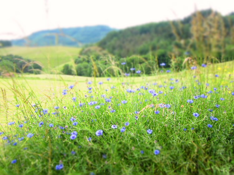 Chambost Allières