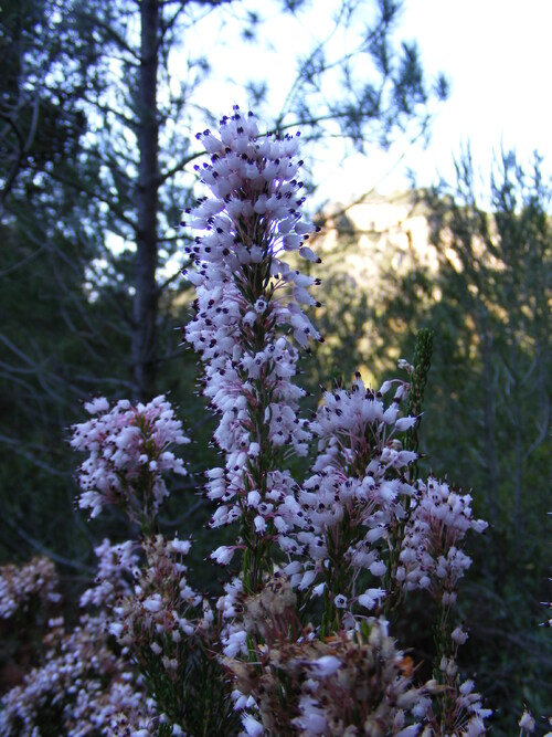 Erica multiflora, Ericaceae