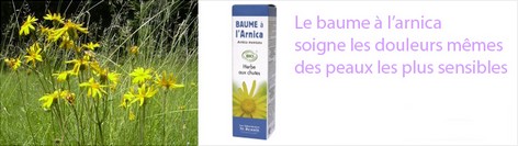 Arnica montana : une fleur précieuse