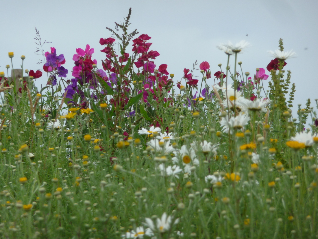 prairie fleurie en ville,