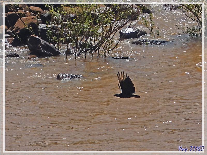 De nombreux urubus vivent près des chutes - Foz do Iguacu - Brésil