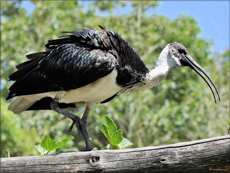 Ibis à face noire (Zoo des Sables d'0lonne)
