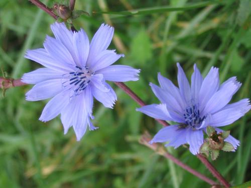 CHICOREE SAUVAGE fleurs bleues, dans les chemins, champs, décombres.