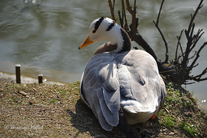 Parc Montsouris : la Bernache nonnette et L’oie à tête barrée