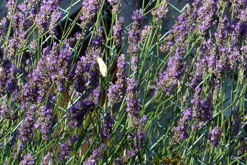 Le papillon et la lavande