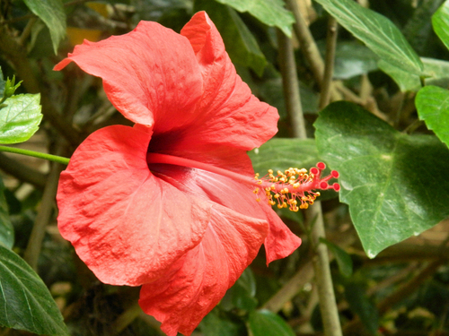 La flore du Pairi Daiza