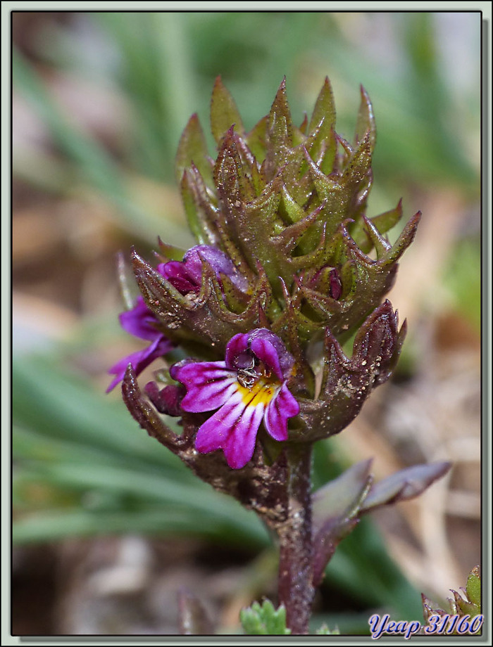 Euphraise grêle ??? (Euphrasia micrantha) - Pas Dels Gosolans - Parc Naturel de Cadi Moixerò - Catalogne - Espagne