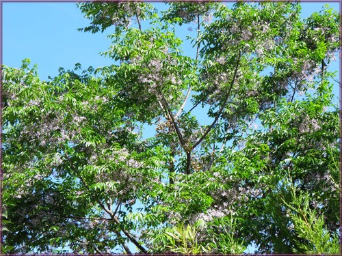 Lilas de Perse(Mélia azedarach)