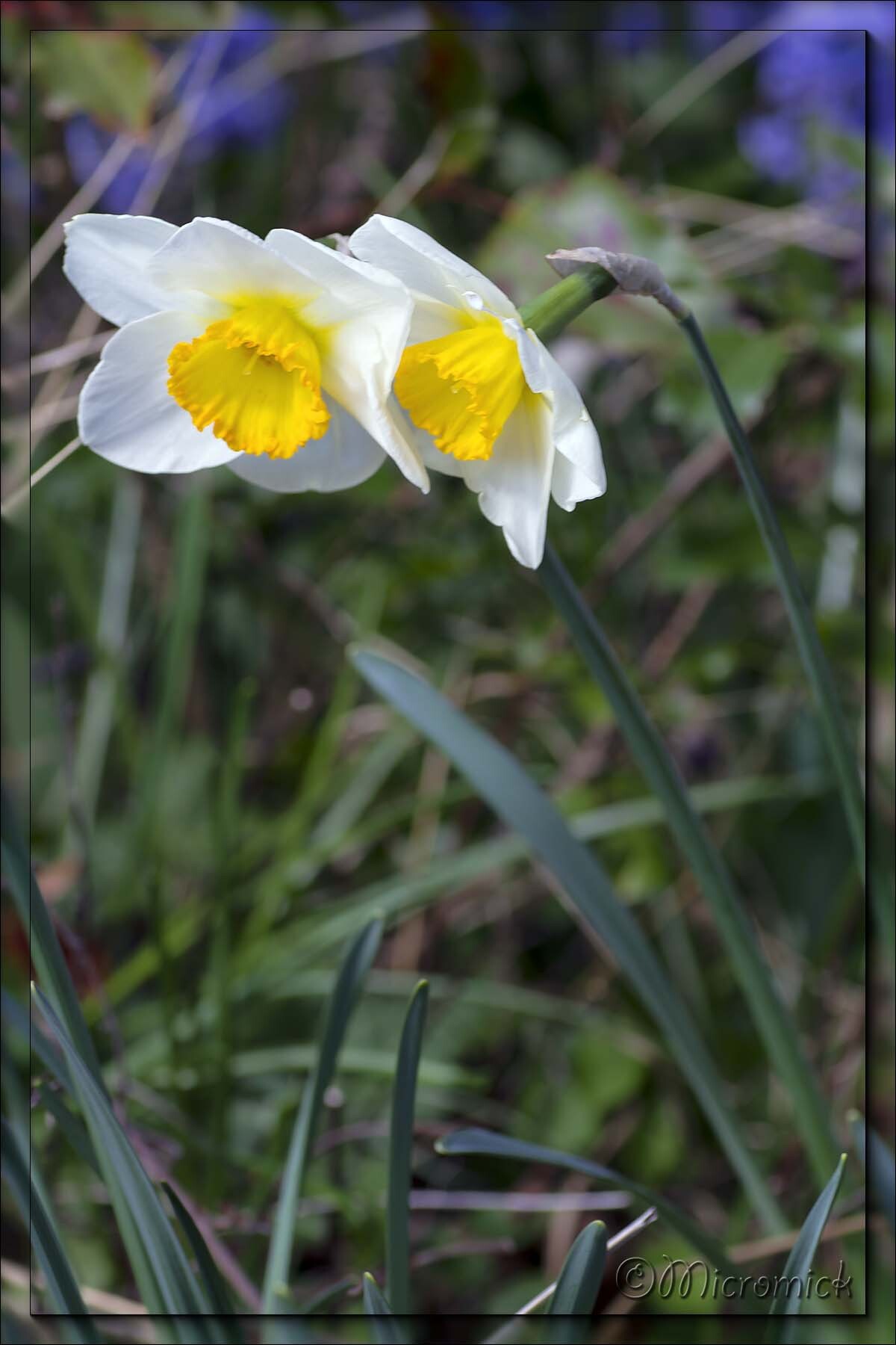 Narcisse (Narcissus)