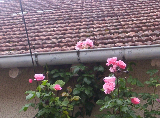 rose sur le toit
