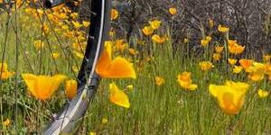 walking bicycle spring flowers bicycle 
