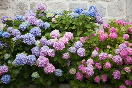 Fleurs cultivées : Hortensia