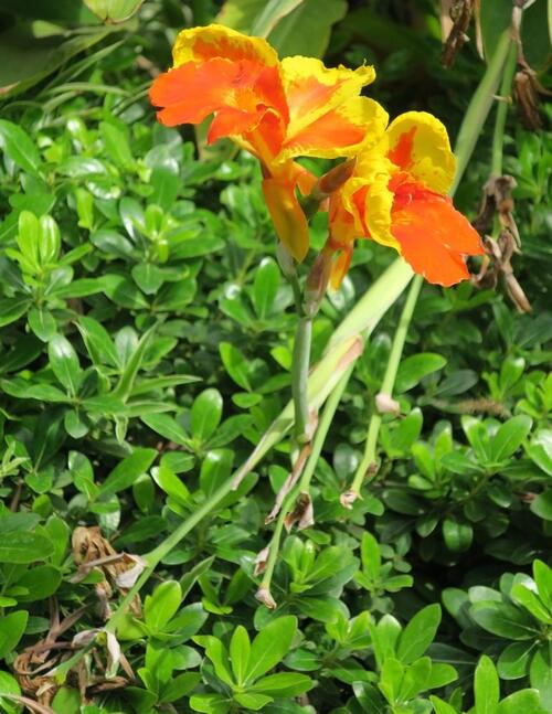 Balade dans les Jardins Botaniques d'Alameda à Gibraltar