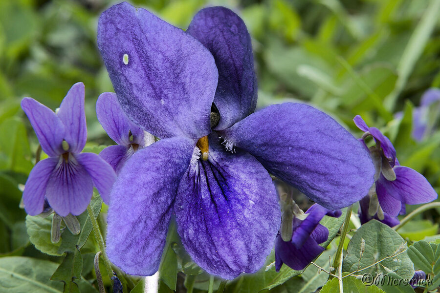 Violette odorante (Viola odorata)