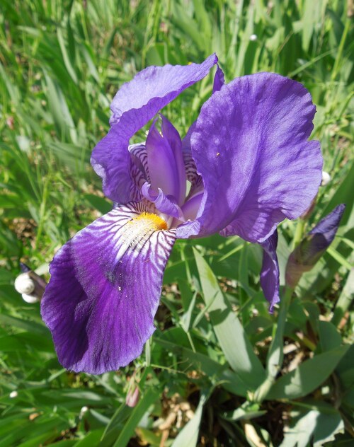 Les iris, 2