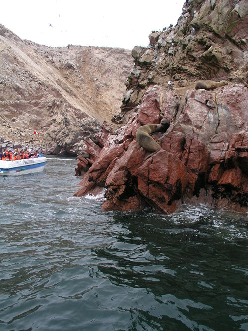 Voyage au Pérou août 2009, Paracas et îles de Balestas