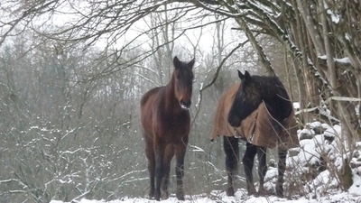 Blog de turlututu : mimipalitaf et ses photos, chevaux en hiver,