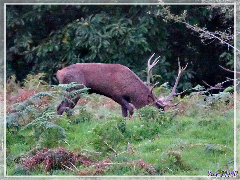 08/10/2021, 19 h 30 :  en fait c'est un cerf 13 cors (7 à gauche et 6 à droite) - Lartigau - Milhas - 31