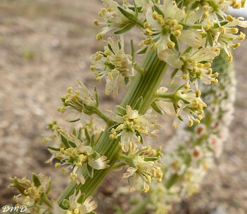 Reseda alba  -  réséda blanc