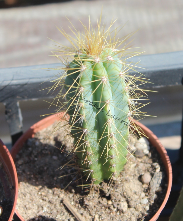 Pilocereus Pachycladus - Division des cactus