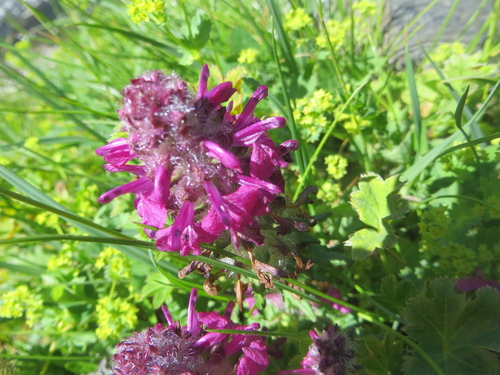 Fleurs roses