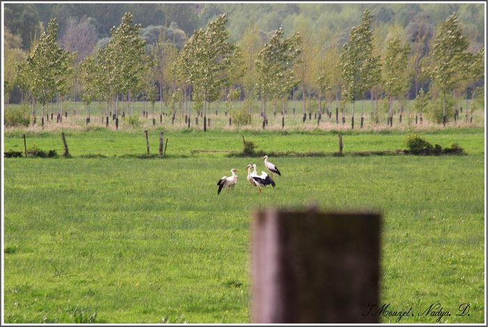 Groupe de cigogne en Ardennes