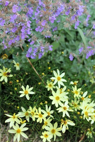  Coreopsis verticillata 'Clair de Lune' ou 'Moonbean'