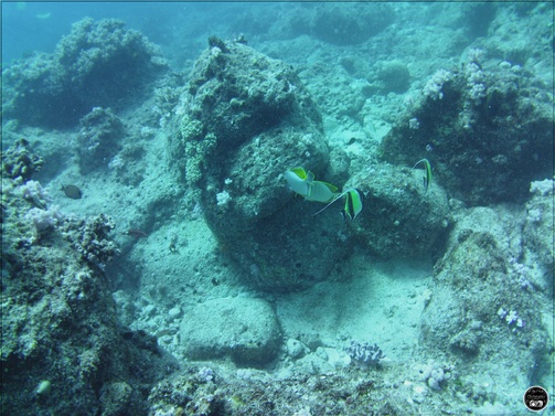 Poisson cocher commun, à l'île Maurice