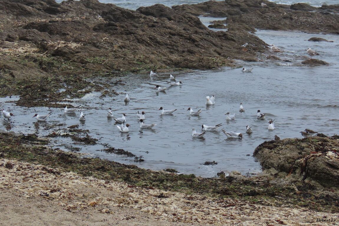 des oiseaux en bord de mer 