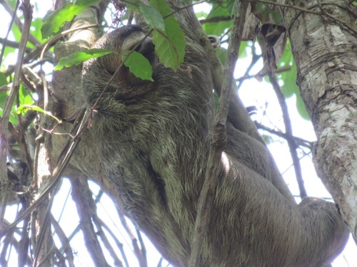 Les paresseux du Costa Rica