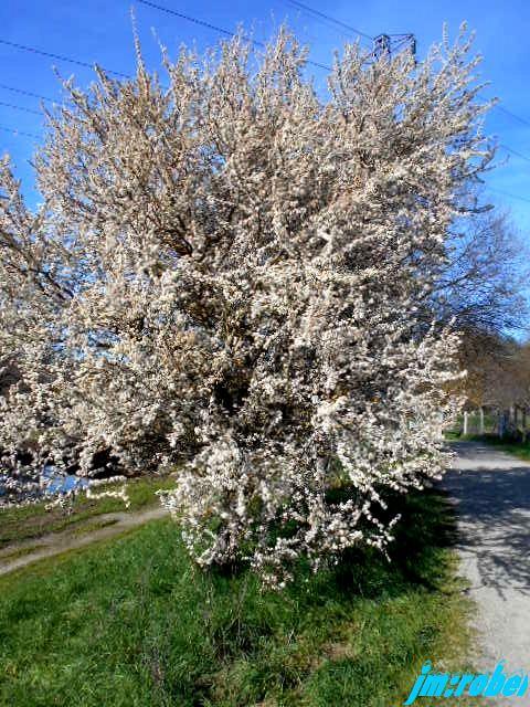 Balade printanière sur les bords de Vienne (2)