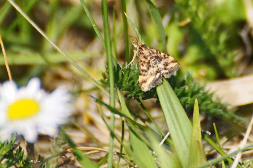 papillon-doublure-jaune-198.jpg